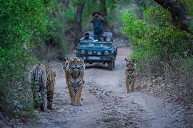Best Wildlife Safari Experiences in India for Families and Adventure Lovers